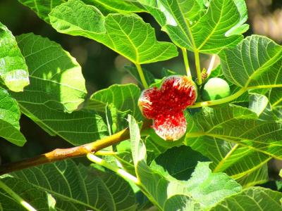 Прикрепленное изображение: figs-fig-tree-fig-fruit-food-drink-1eef34-1024.jpg